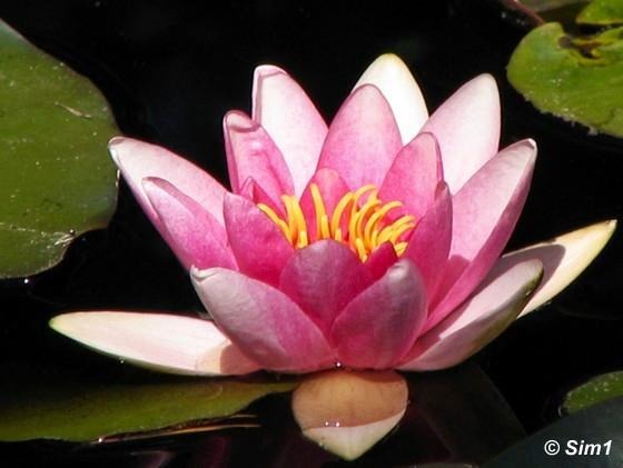 red waterlillies