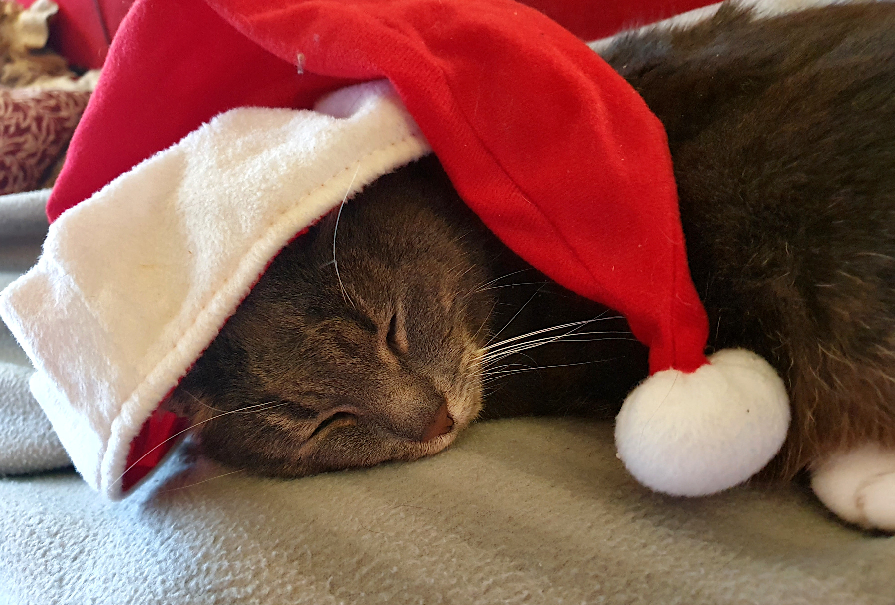 Our Christmas Cat