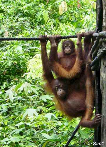 Sepilok Orang Utan Centre