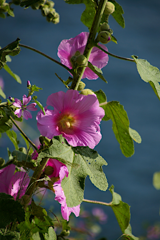 Flowers in Perast