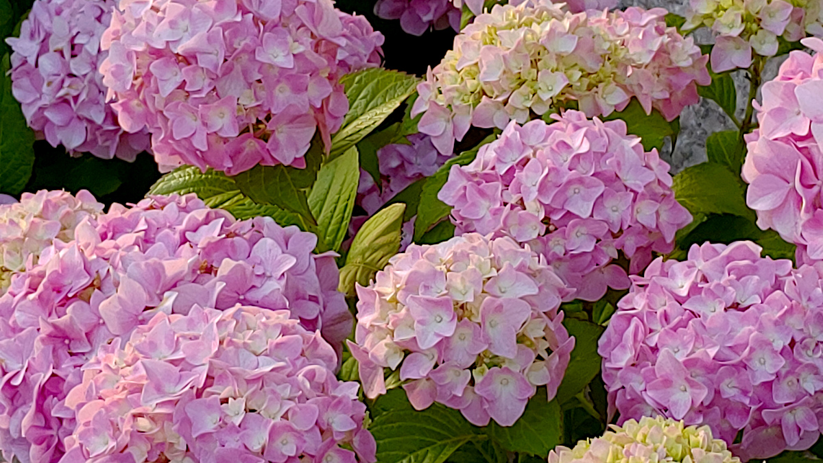 Hortensia flowering in village of Perast