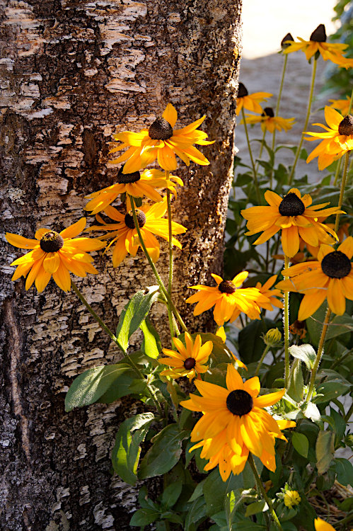 yellow flowers