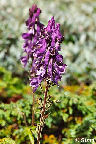 Beautiful wildflowers