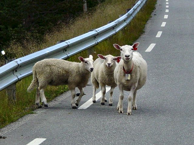 Sheep on the road