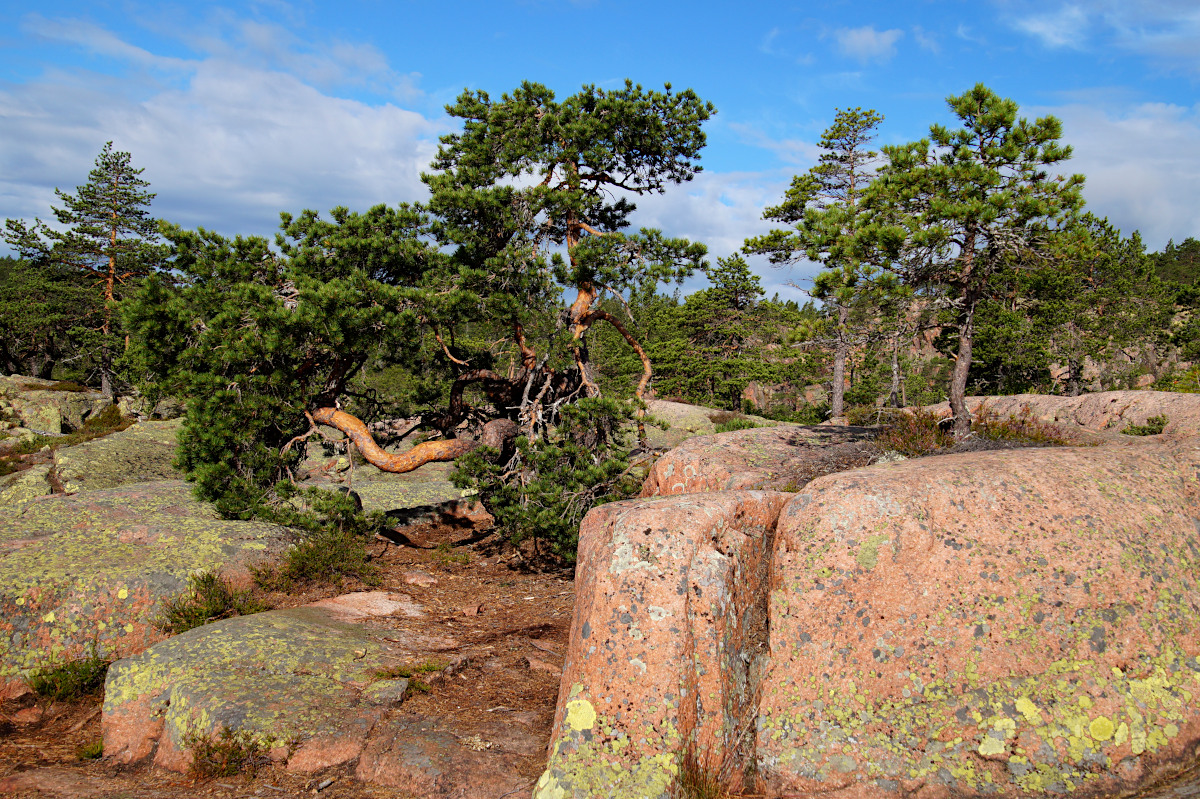 Slåttdalsskrevan, Skuleskogen