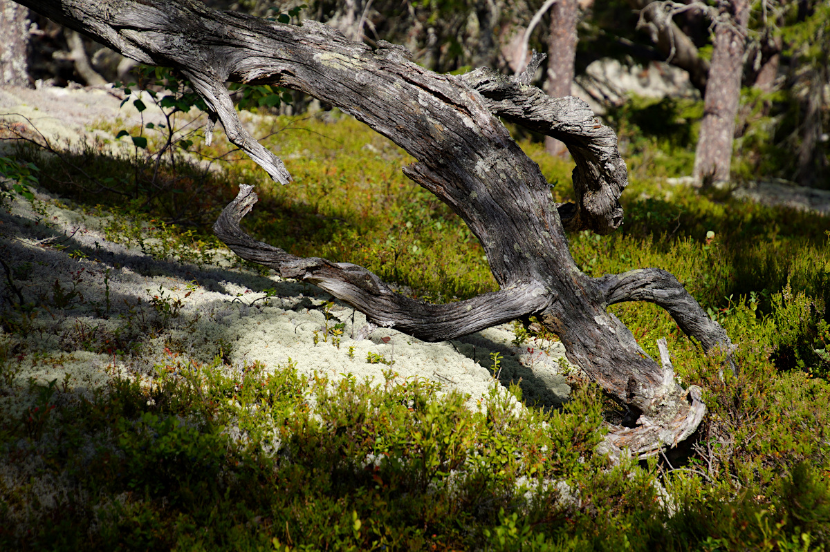 Slåttdalsskrevan, Skuleskogen