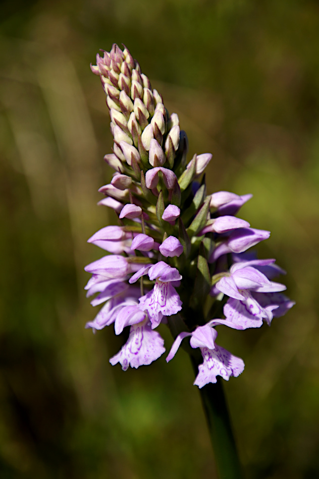 Orchid flower in Stingsmossen