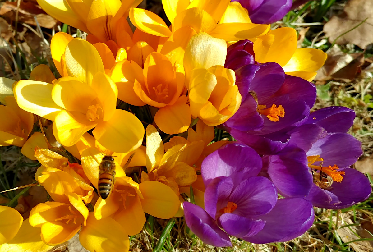 Crocus