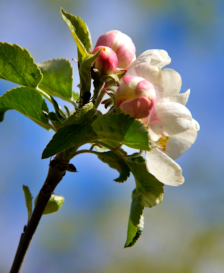 apple blossom