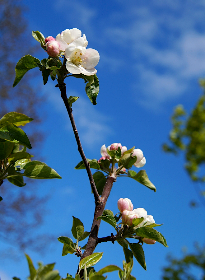 apple blossom