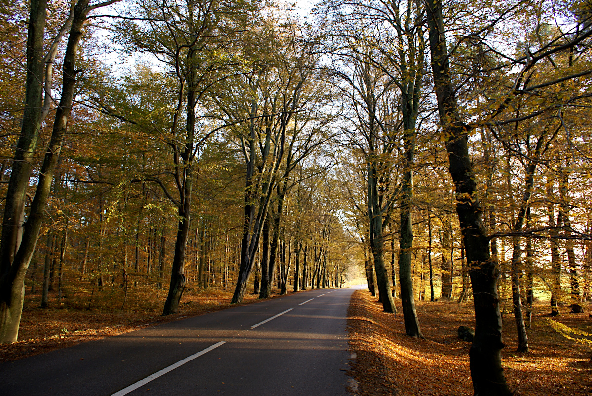 The road to Sundbyholm Slott in autumn