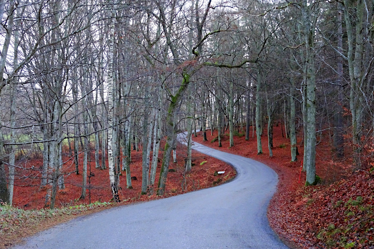 Europe’s northernmost beech forests