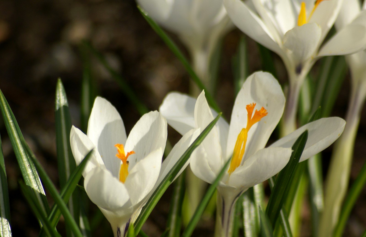 Crocus