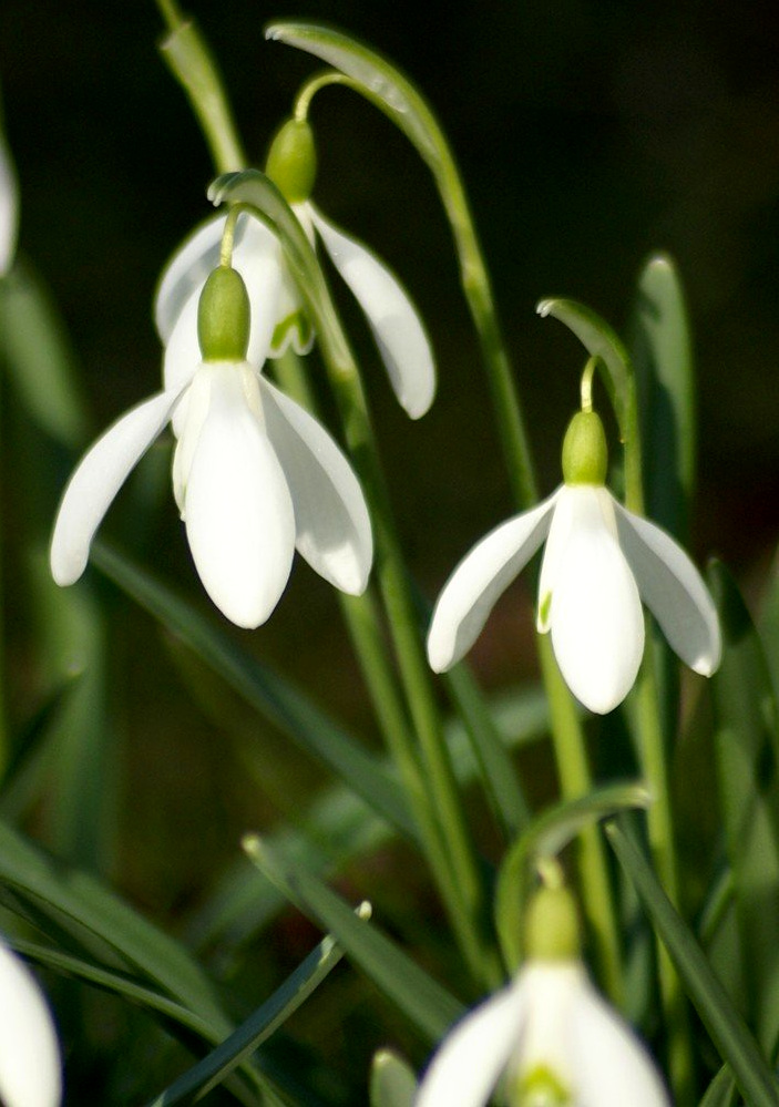 snowdrops