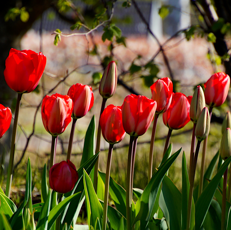 Tulip Red impression