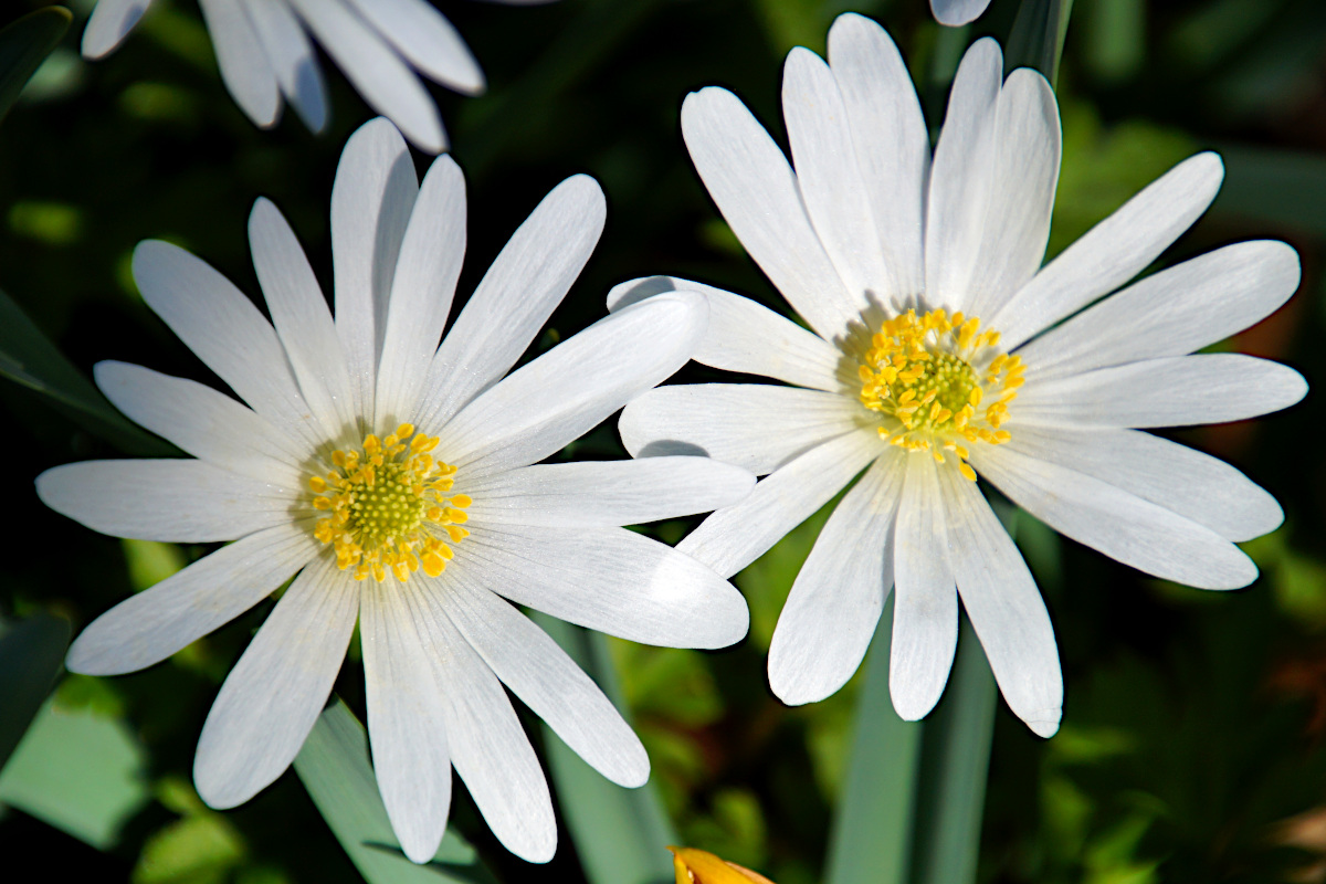 Anemone Blanda White Splendour