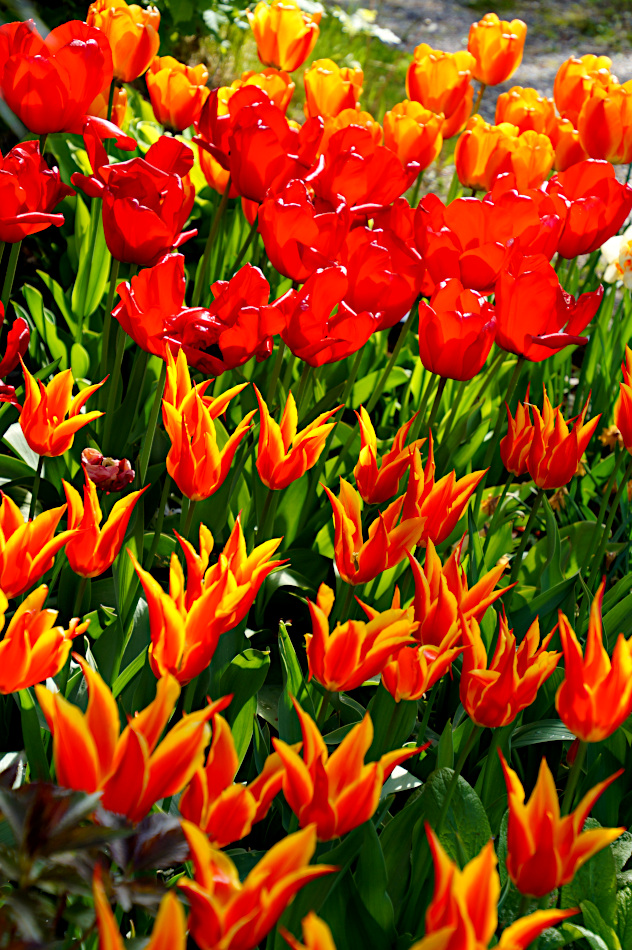 Tulips