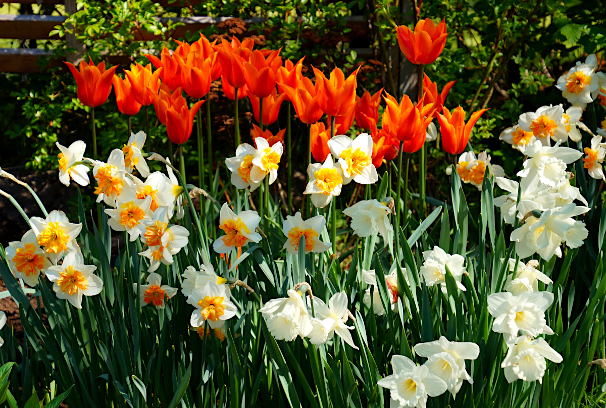 The front garden