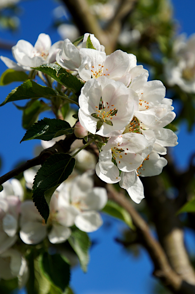 Apple Blossom