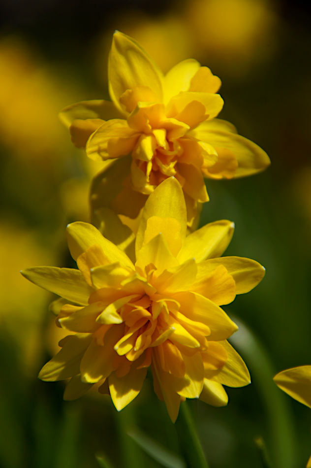 Narcissus