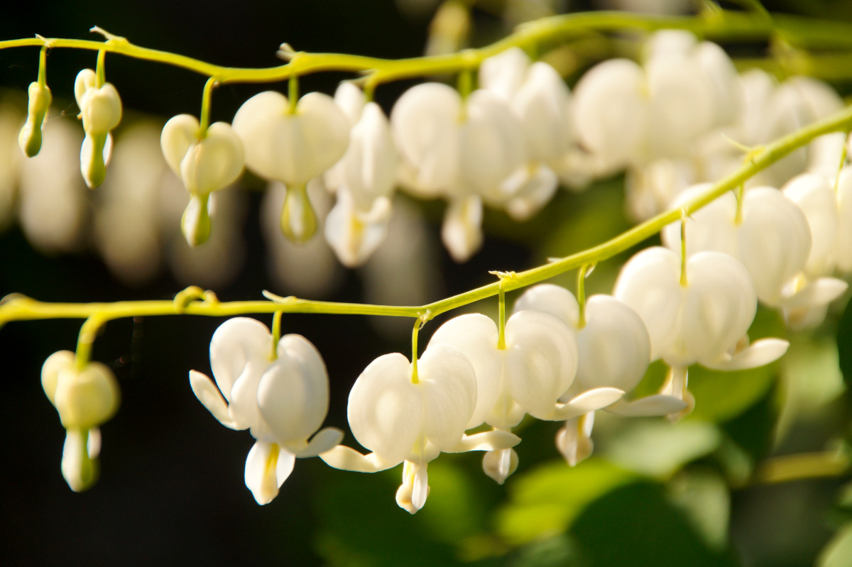 Bleeding hearts