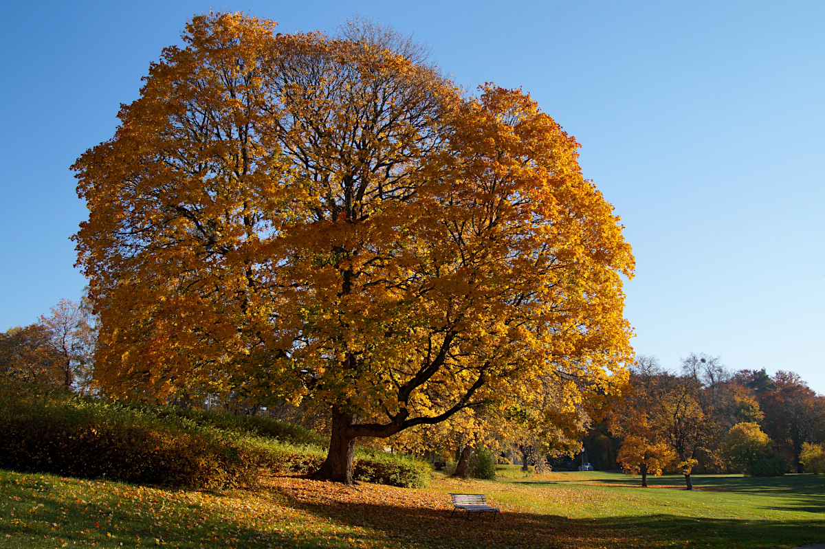 tree at Sundbyholm Slott