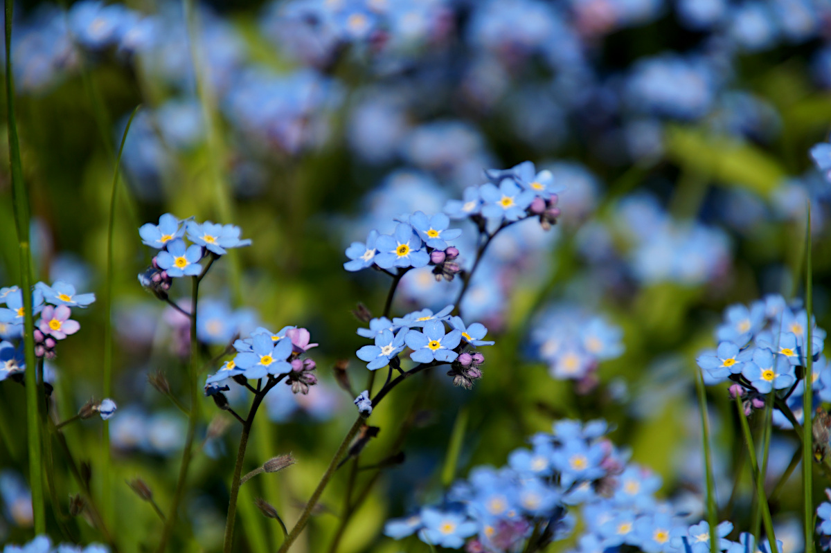 Forget-me-not