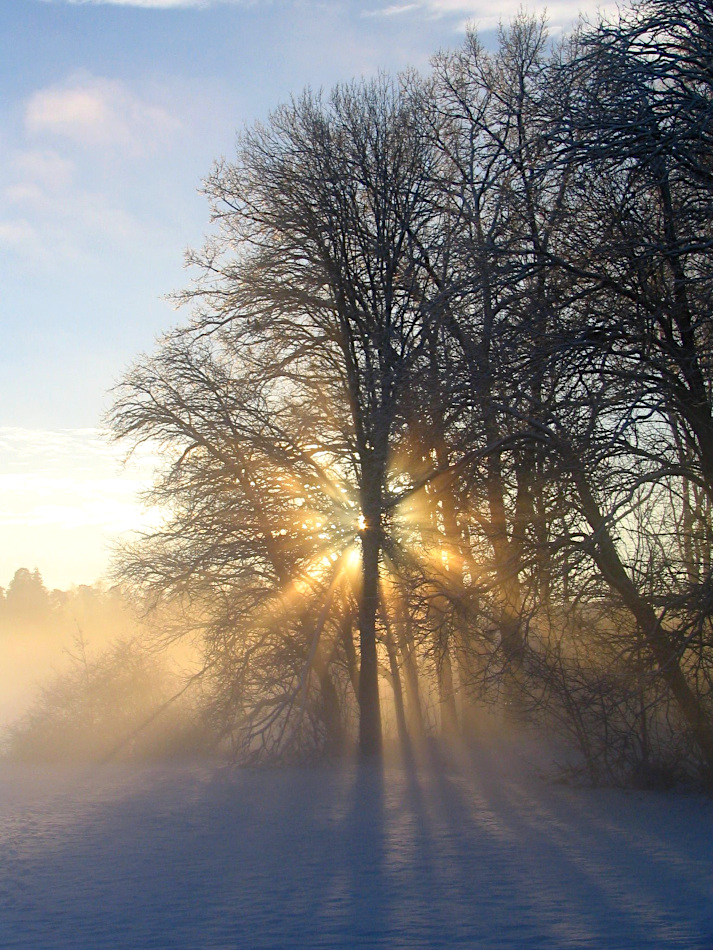 Europe’s northernmost beech forests