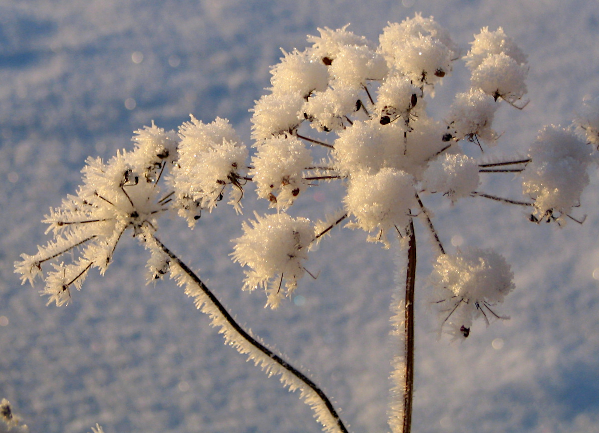 Frozen in ice