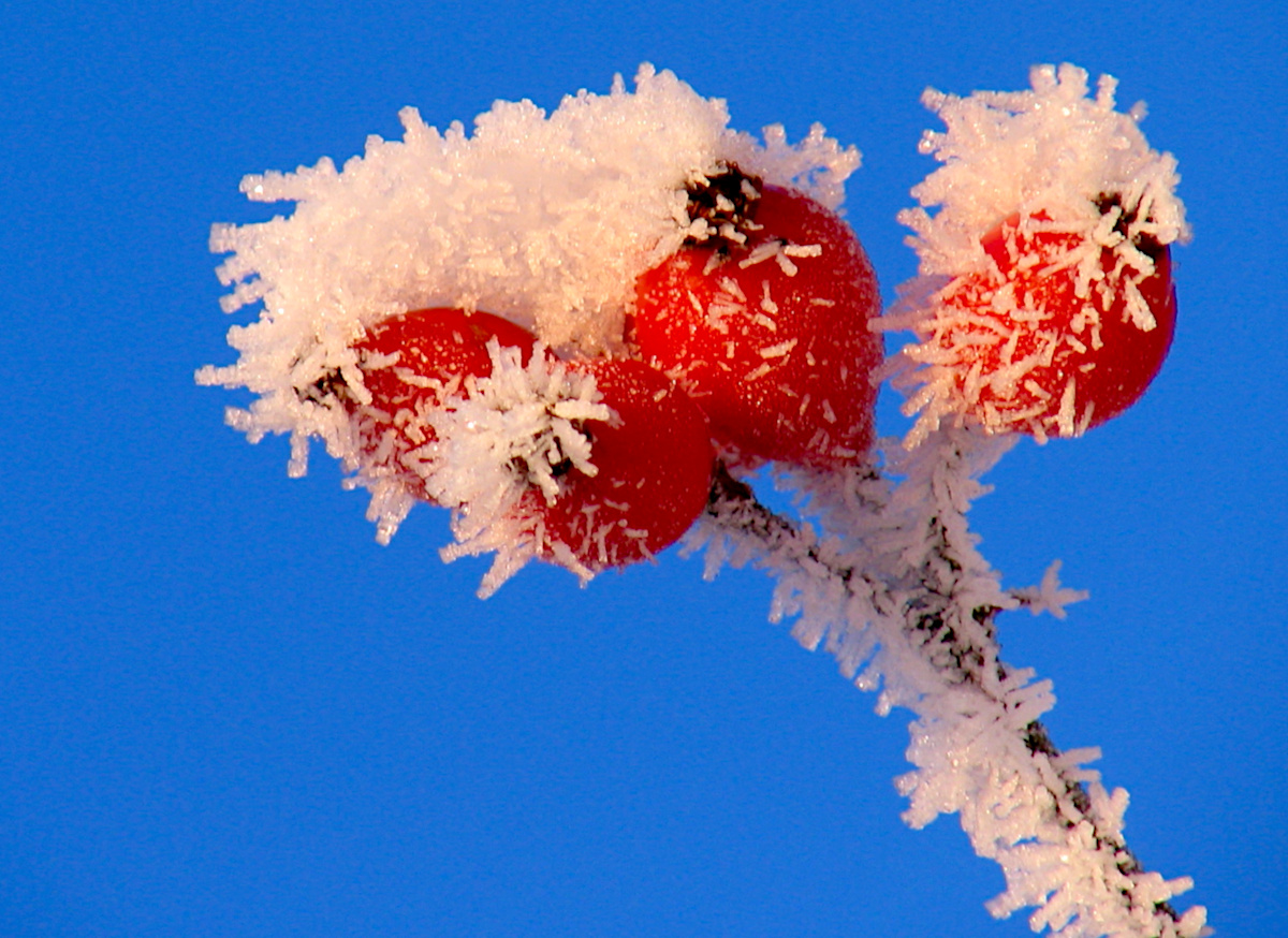 Frozen berries