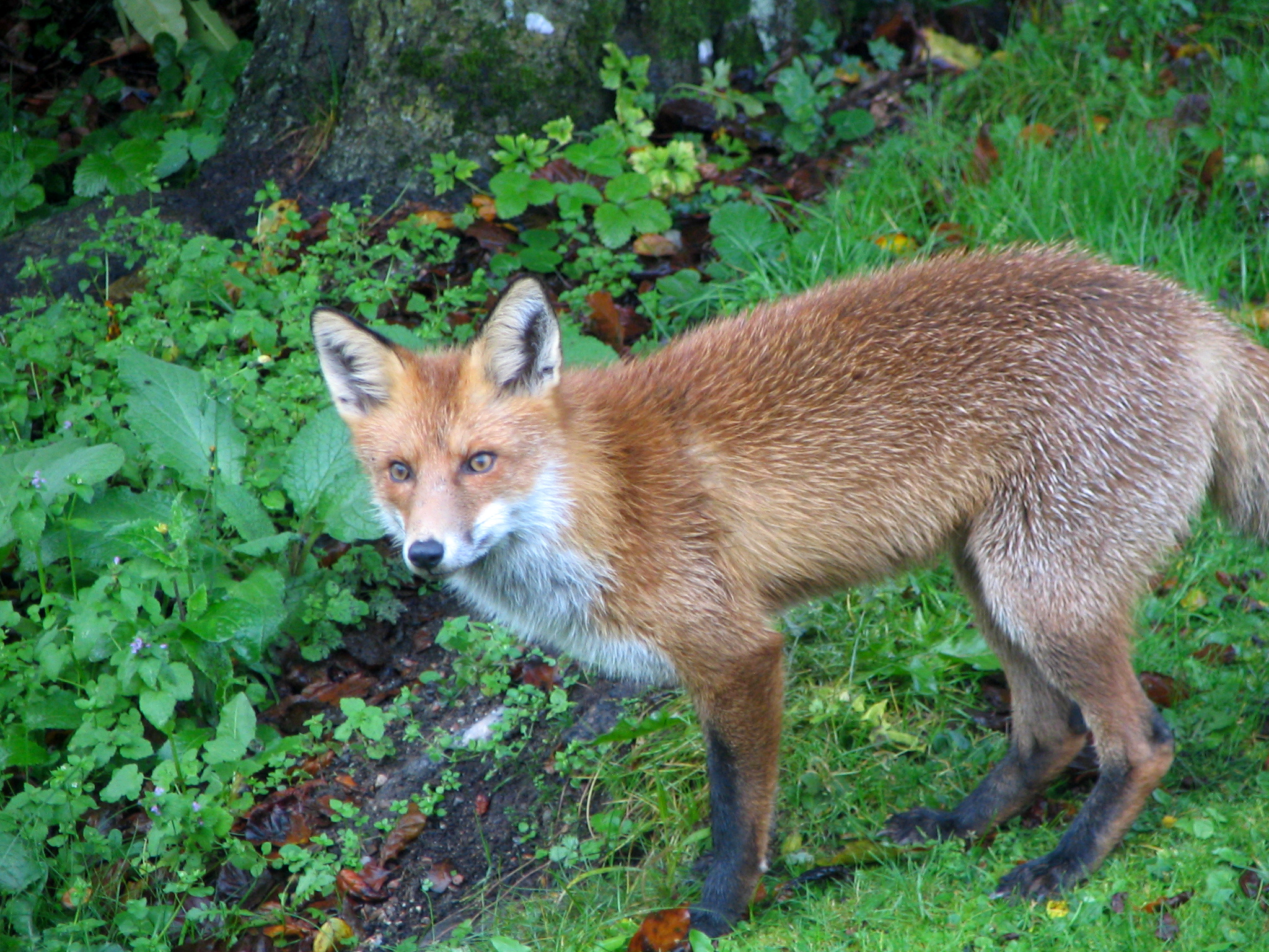 fox