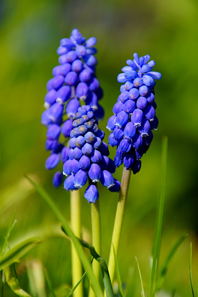 Muscari