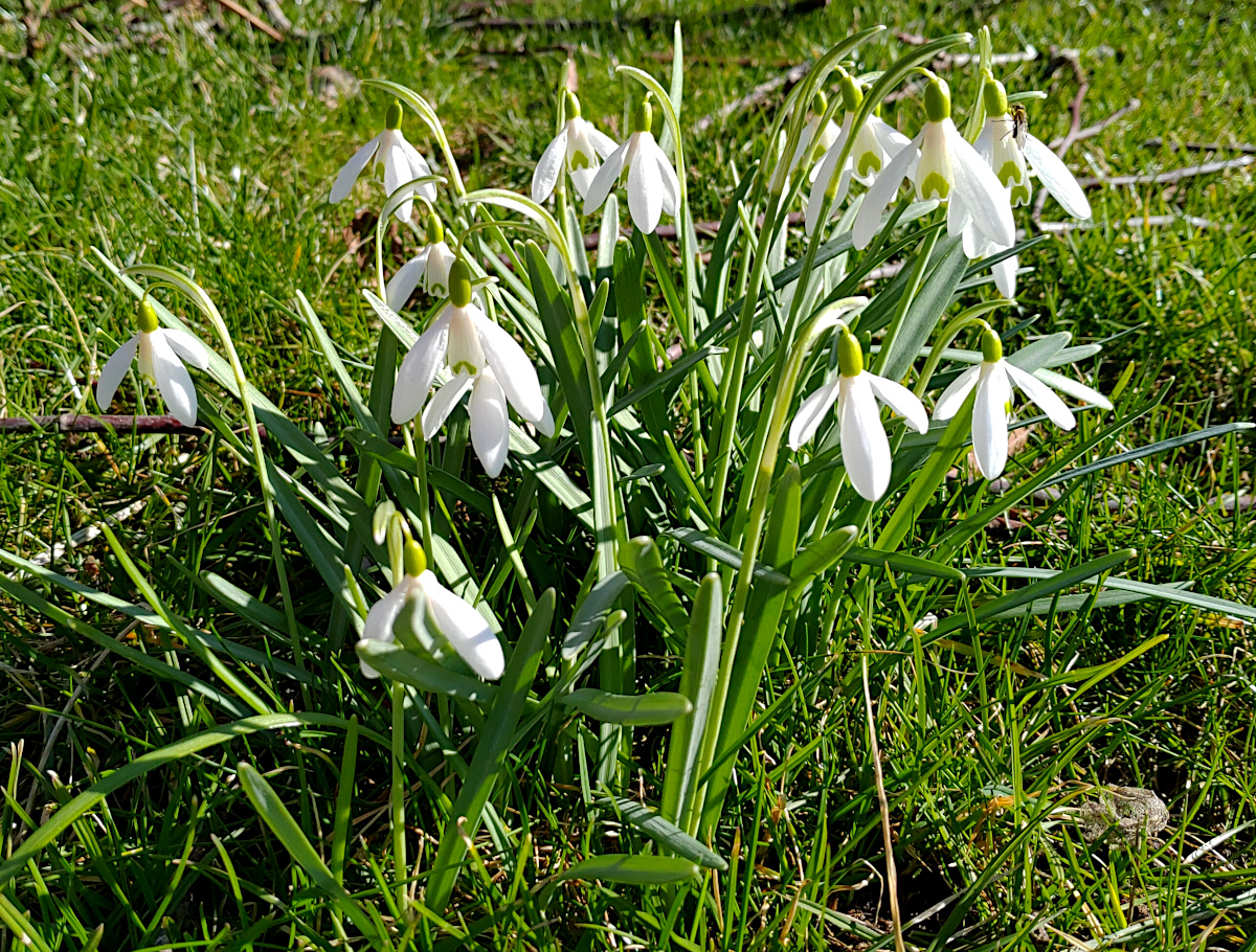 snowdrops