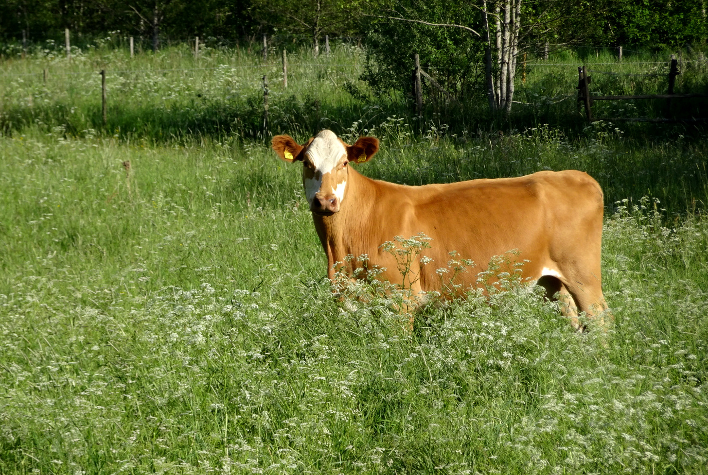 Curious cow