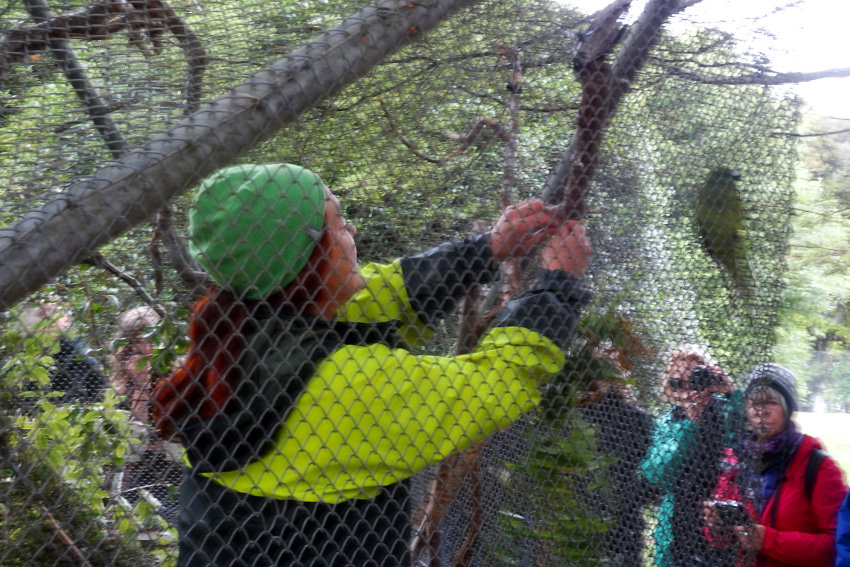 Te Anau Bird Sanctuary, guide in the aviary with the native parakeets