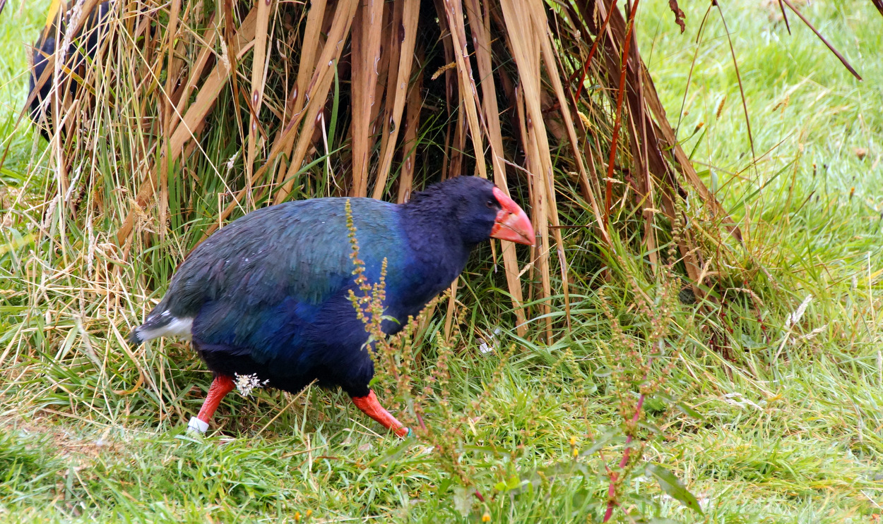 The Takahe at Te Anau Bird Sanctuary