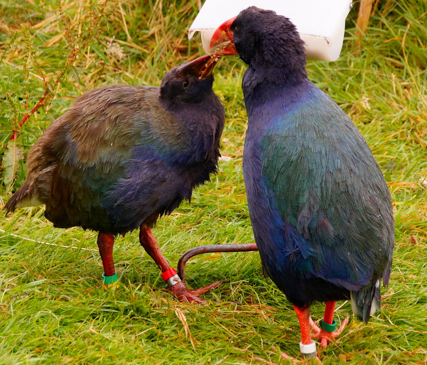 The Takahe at Te Anau Bird Sanctuary