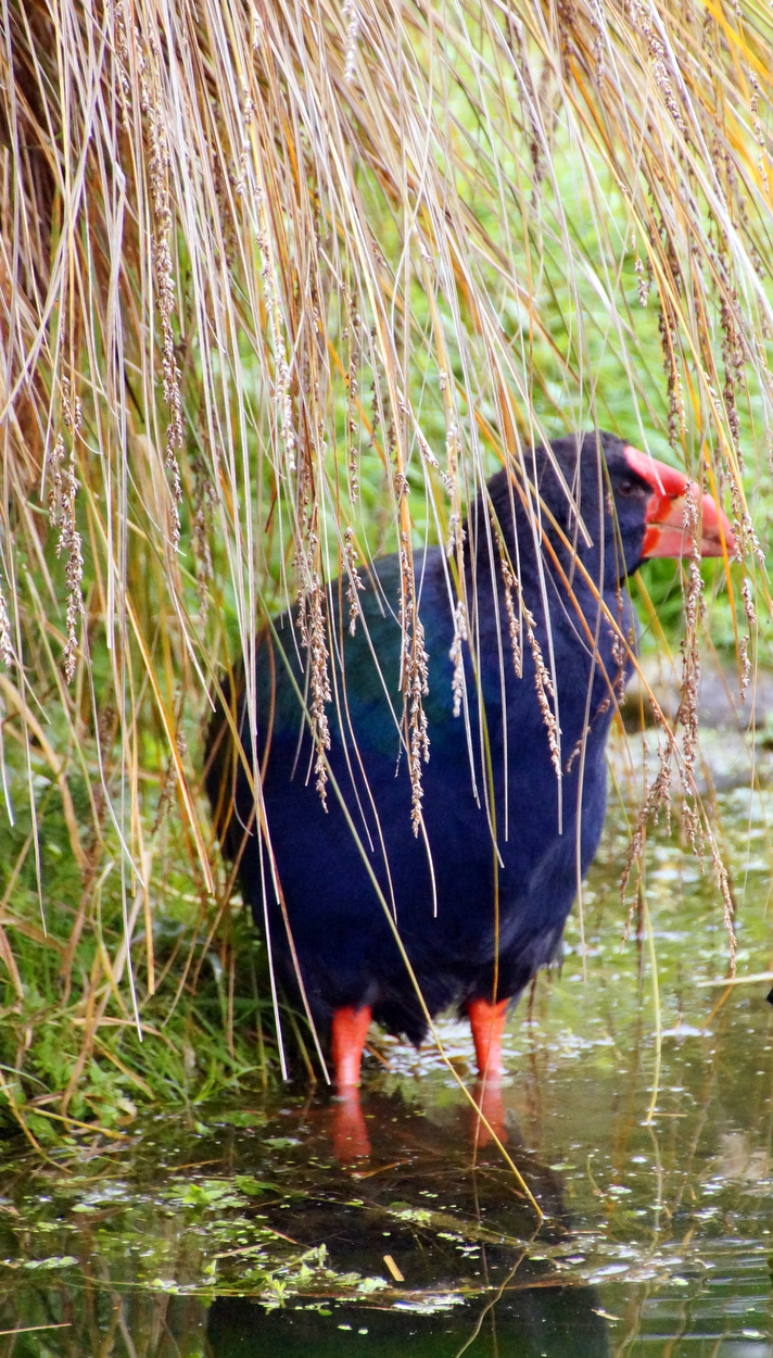 The Takahe at Te Anau Bird Sanctuary