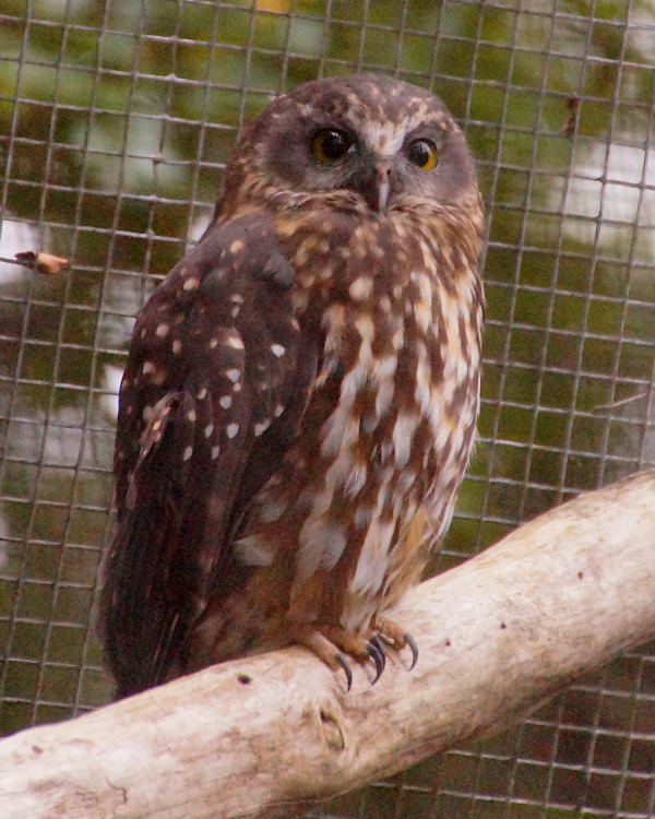 Morepork at Te Anau Bird Sanctuary