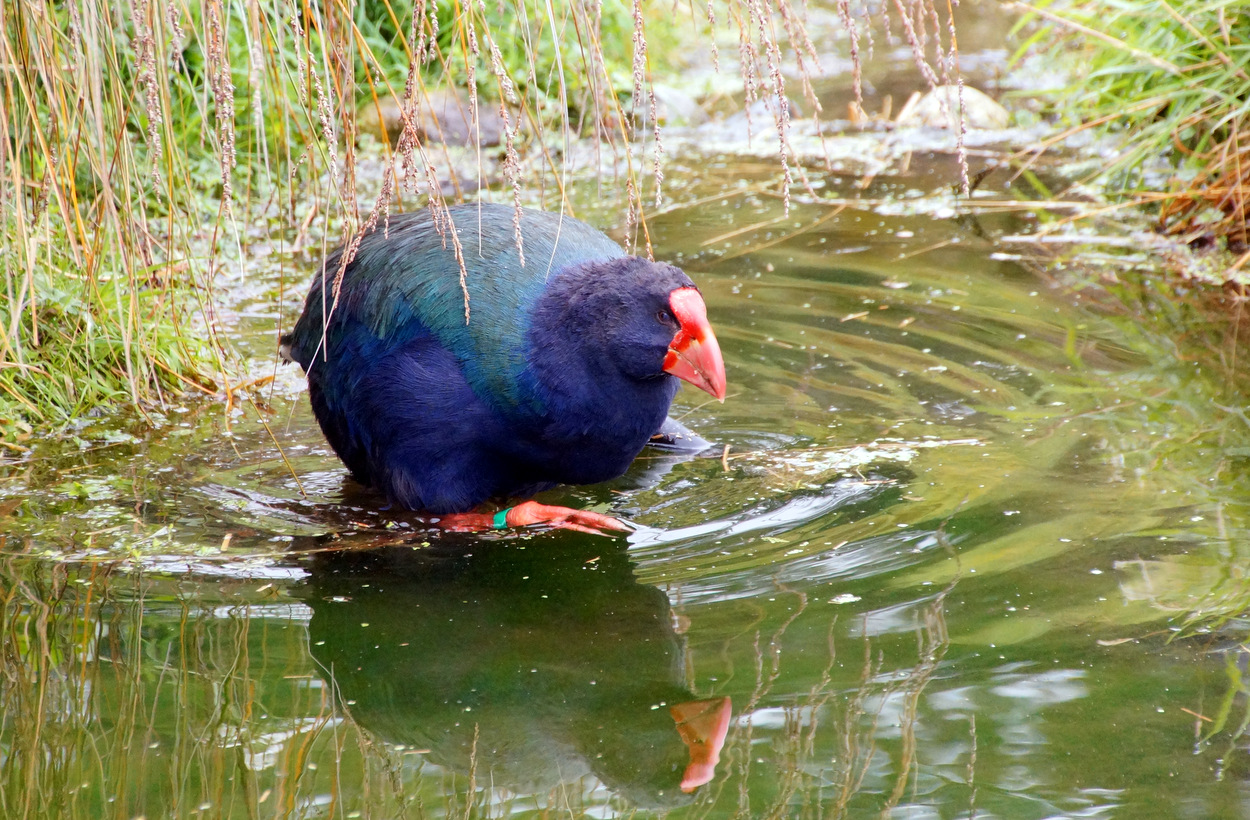 The Takahe at Te Anau Bird Sanctuary