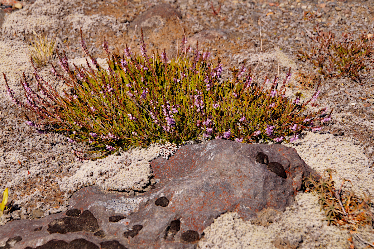 The road to Tongariro