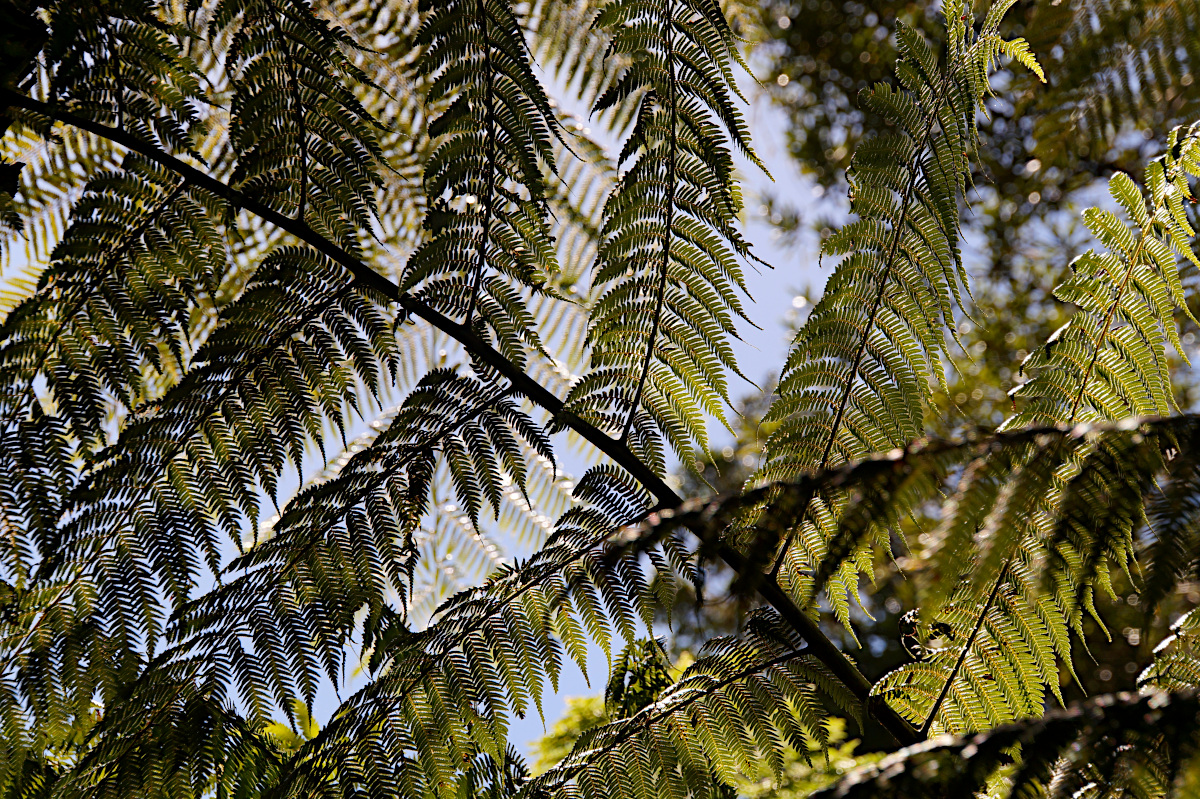 Rotopounamu Walk