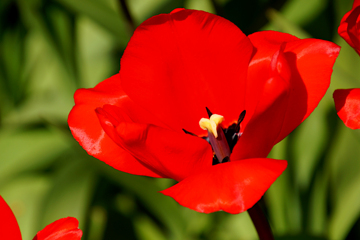 Tulip Fly Away