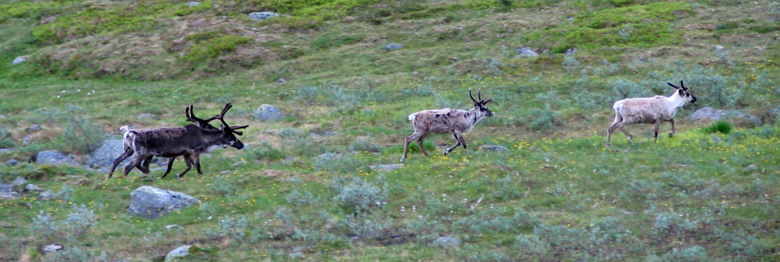 Reindeer close to Una Allakas