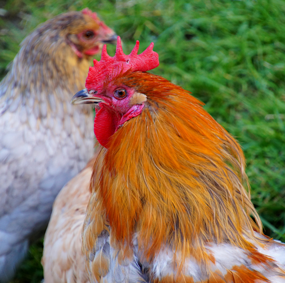 Chickens, Vallby