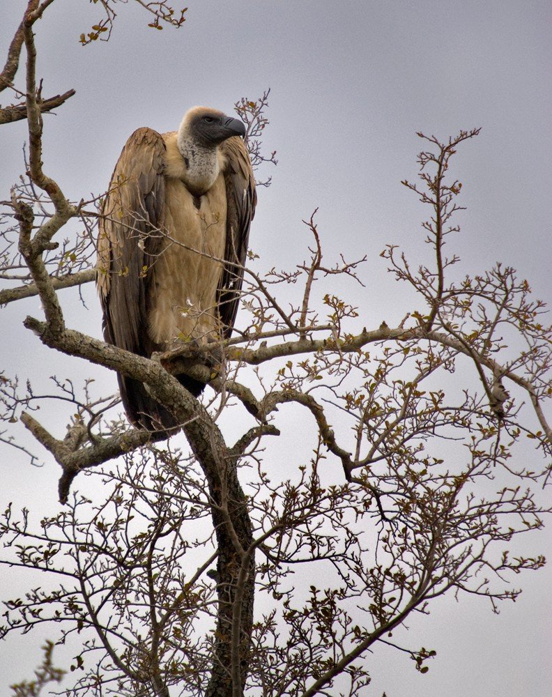 Vulture