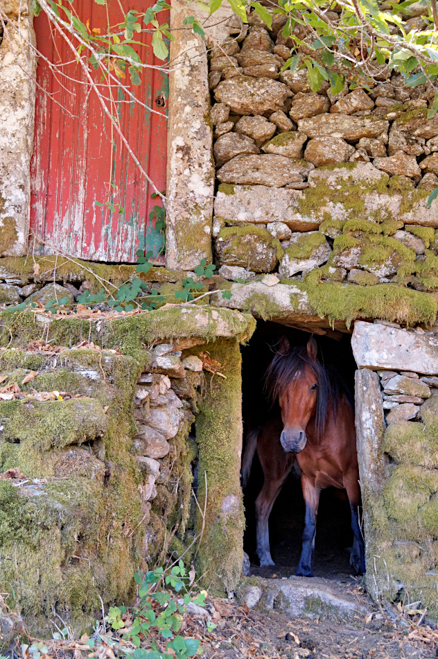 Garrano horses