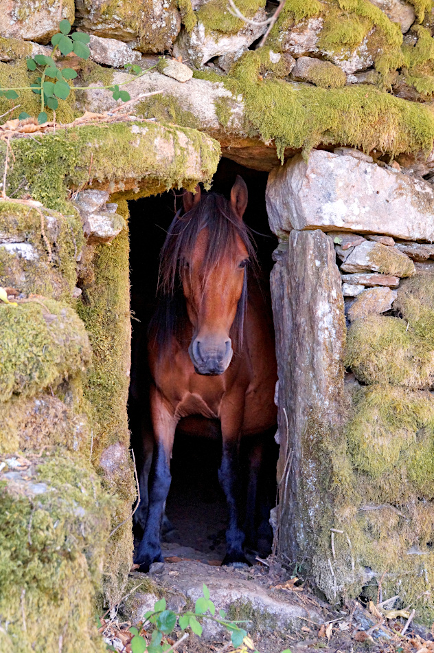 Garrano horse in Branda de Santo António