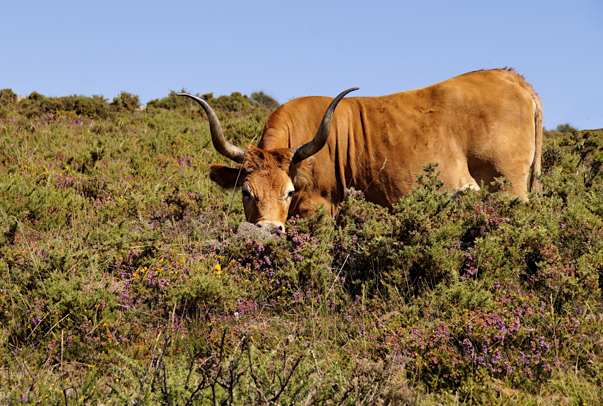 Grazing Cachena cow