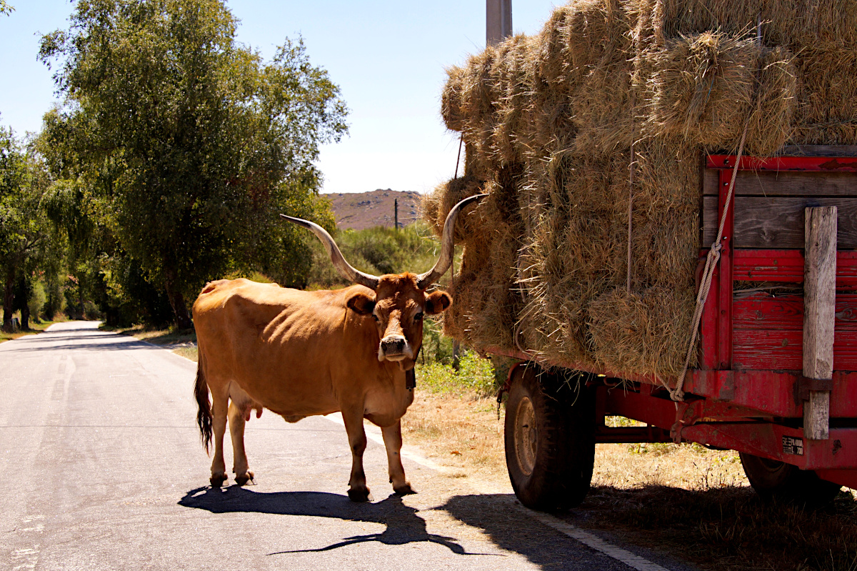 Cachena cow